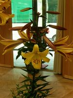 Foto: Dr. Jörg M. Giffei